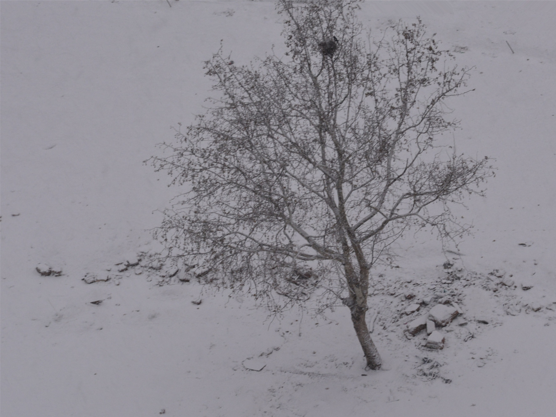 8点05分风雪中摇曳的孤树.jpg