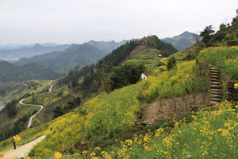 白际梯田