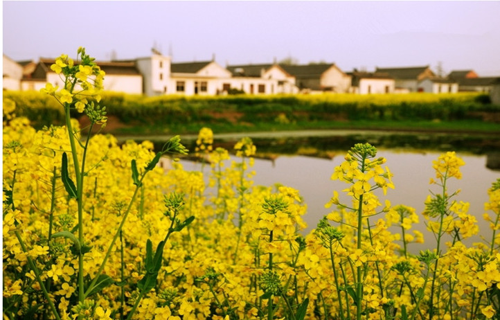 河横油菜花.jpg