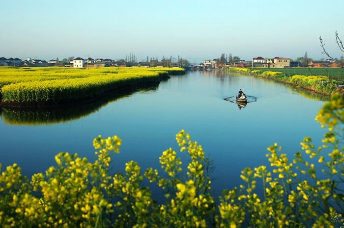 河横油菜花1.jpg