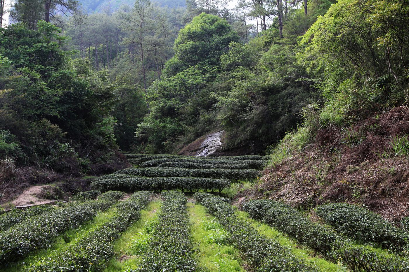 海南，厦门，武夷山 861.jpg