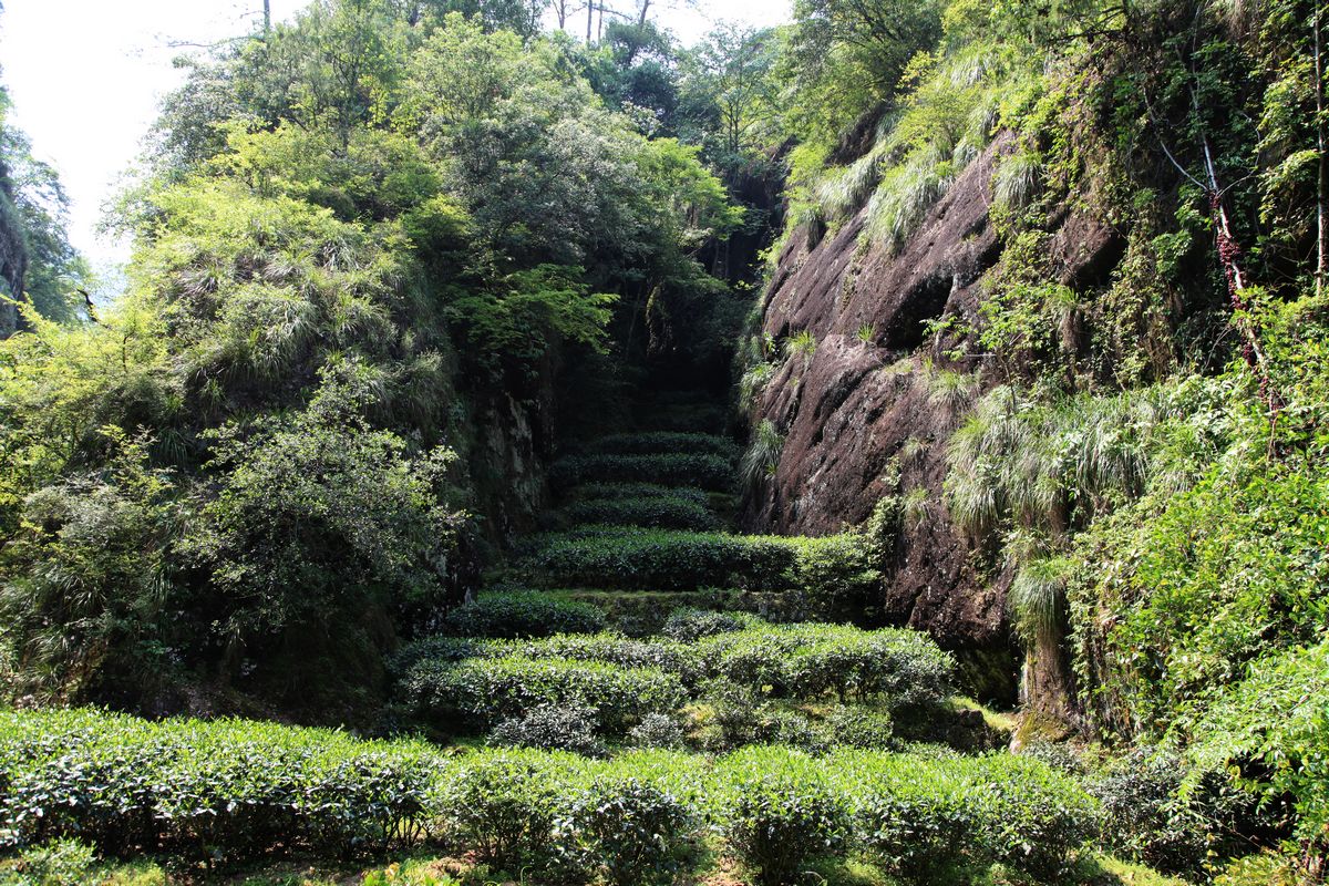 海南，厦门，武夷山 1079.jpg