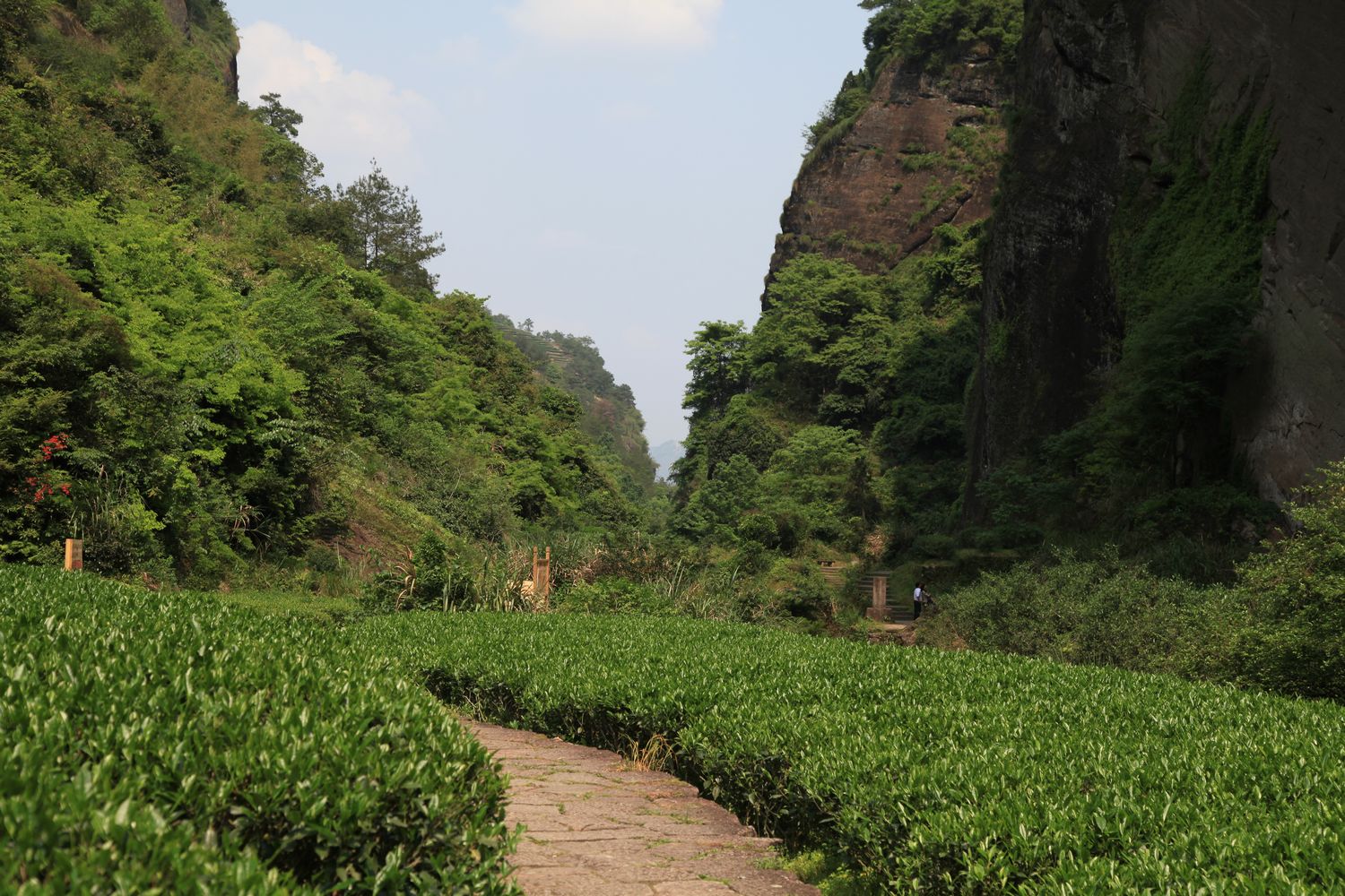 海南，厦门，武夷山 1095.jpg