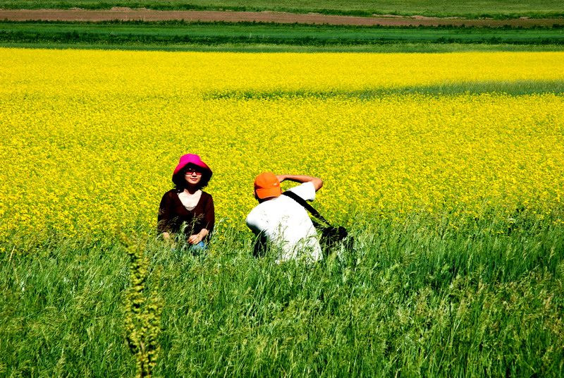 草原油菜花海.jpg