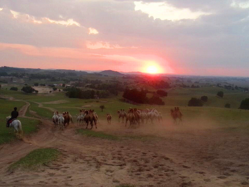 骆驼队奔跑在乌兰布统的夕阳下