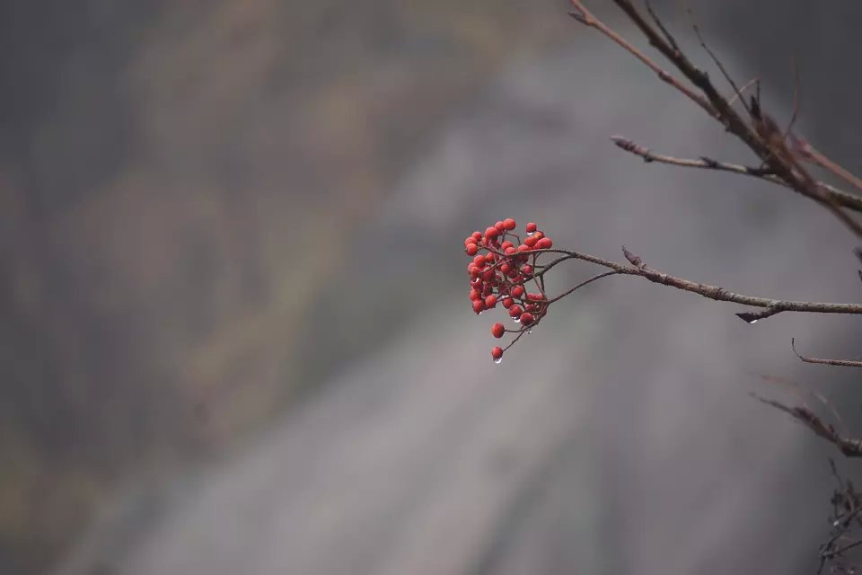 l黄山植物.jpg