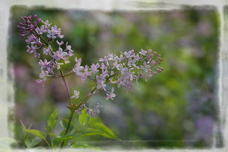 丁香花00_副本.jpg