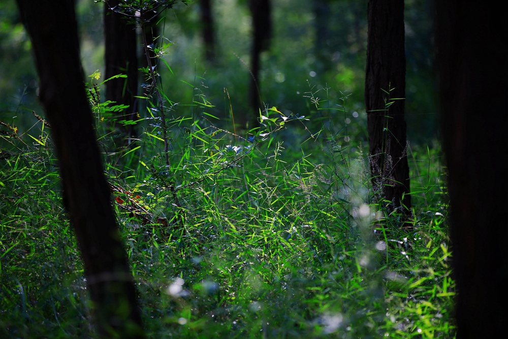 山野5.jpg