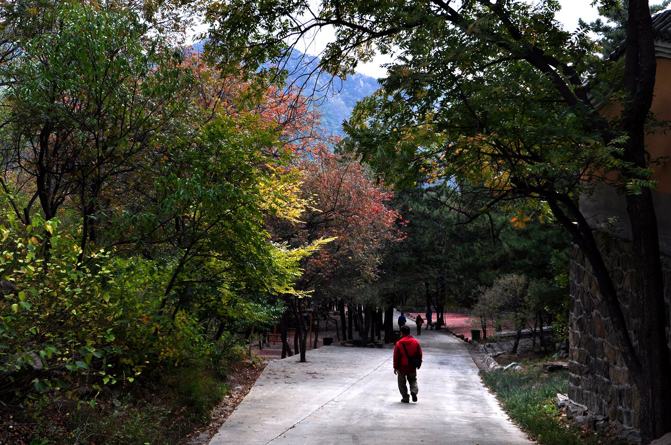 杏仁林、大基山 291.jpg