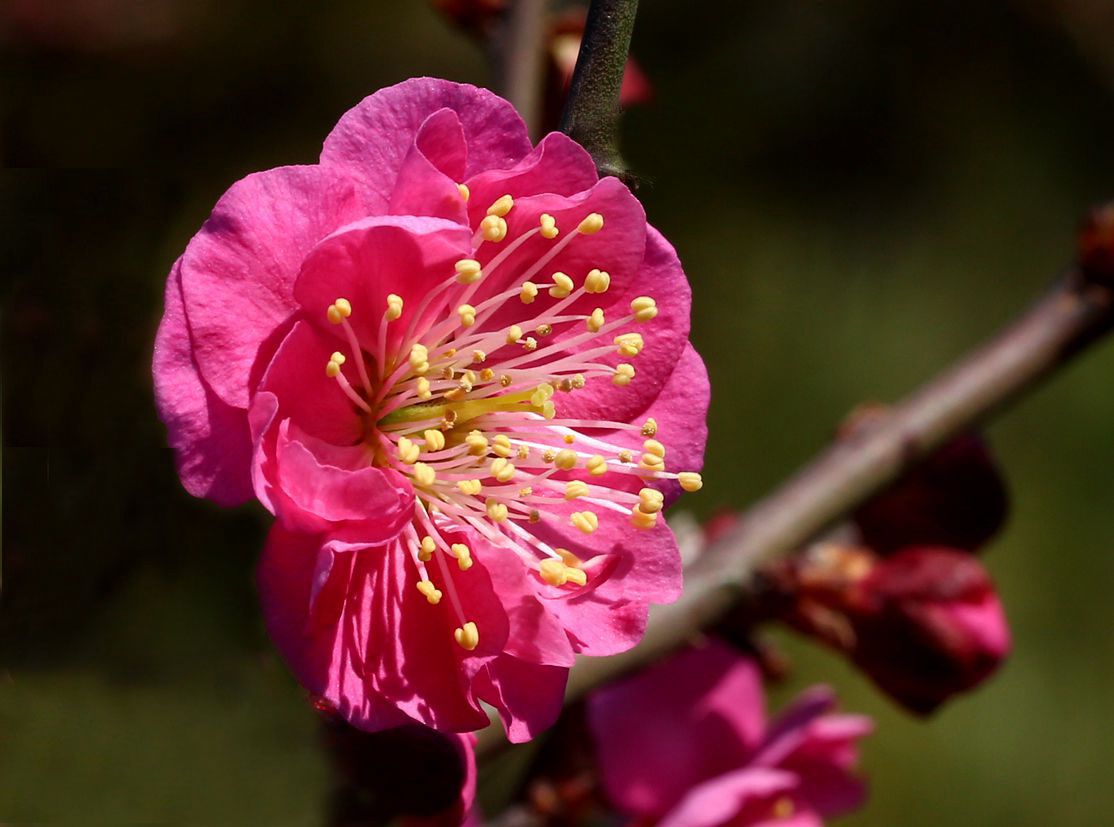 梅花