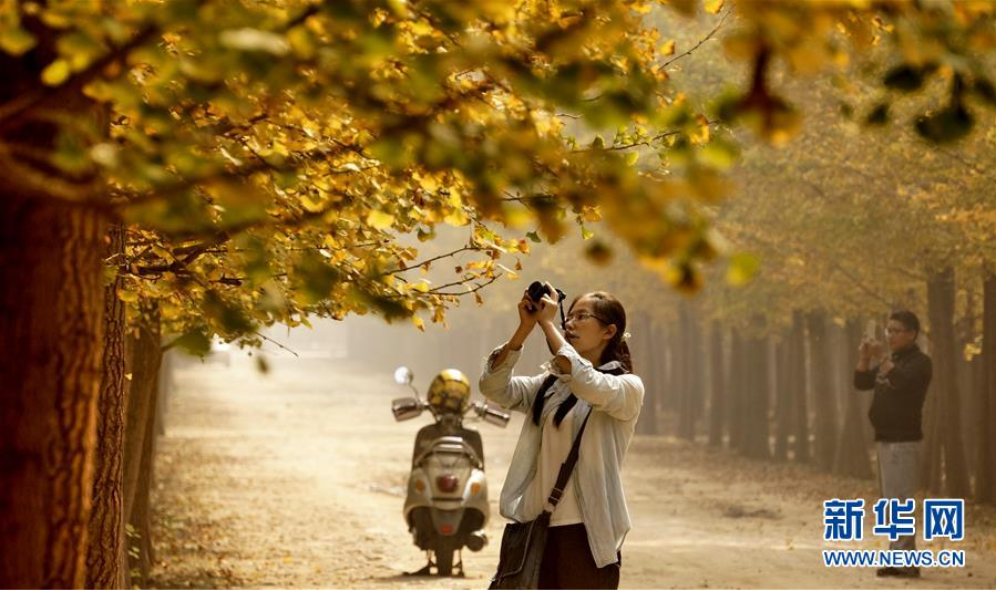 10月13日，市民在银杏林中赏秋留影。深秋时节，北京市昌平区张各庄村银杏绿化种植园内.png