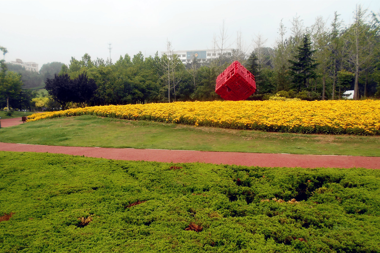 雨后黄花.jpg