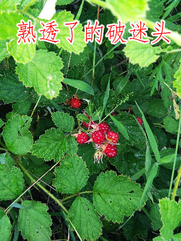 IMG_20180709_075405_副本.jpg