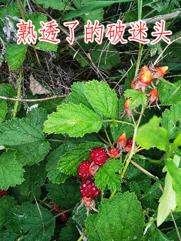 IMG_20180709_075421_副本.jpg