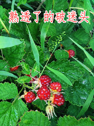 IMG_20180709_075425_副本.jpg