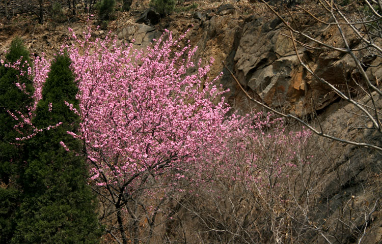 花枝俏.jpg