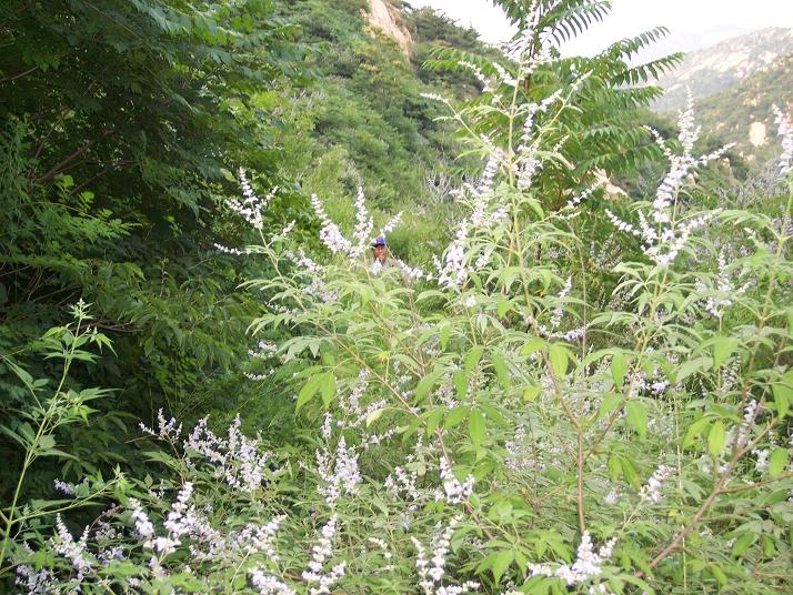 这段峡谷是通往石城里的，植被太密很难走，我们下行时二次走偏了线路。那延时兄近在咫尺，却只露冰山一角。