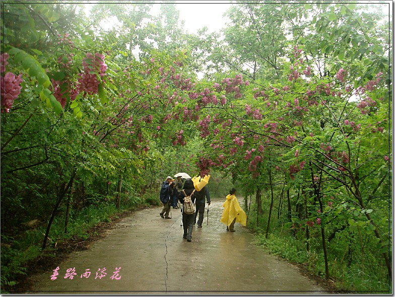 雨中昆嵛 (342).jpg