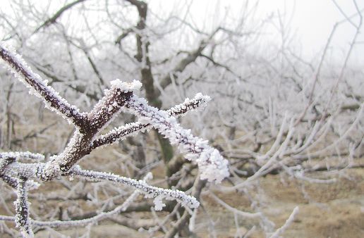 苹果树枝.jpg