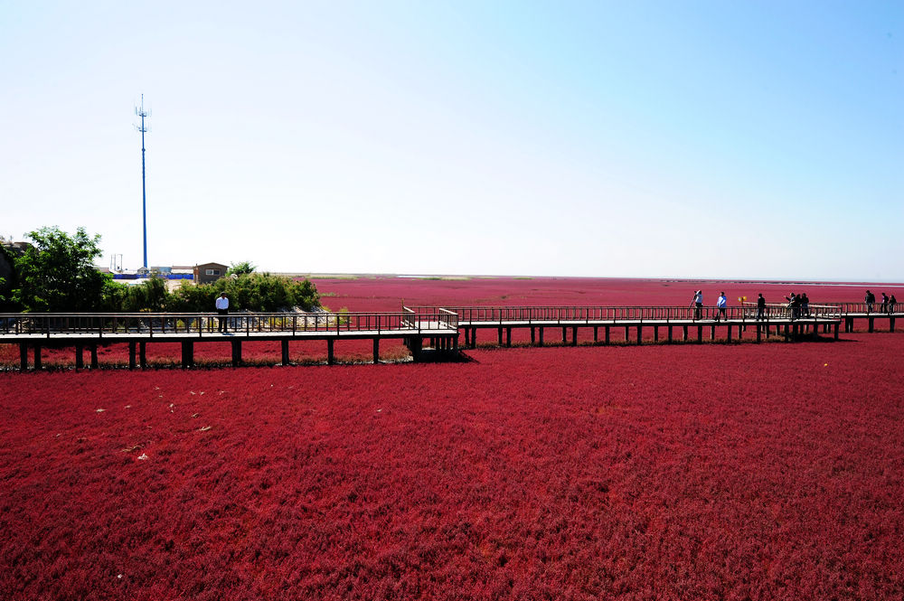 红海滩 (3).jpg