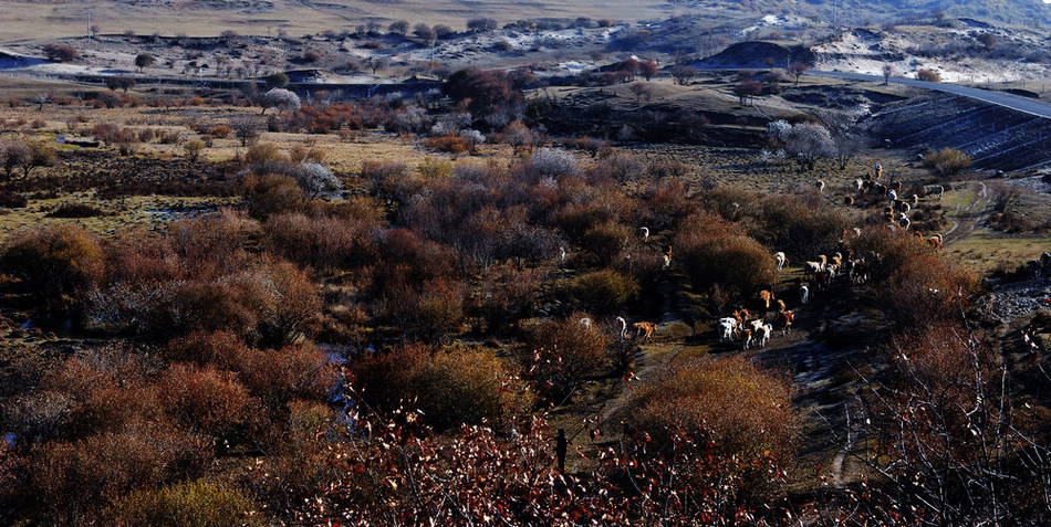 草原牧场 (8).jpg