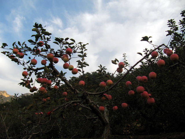 昆嵛山秋景 212.j02pg.jpg