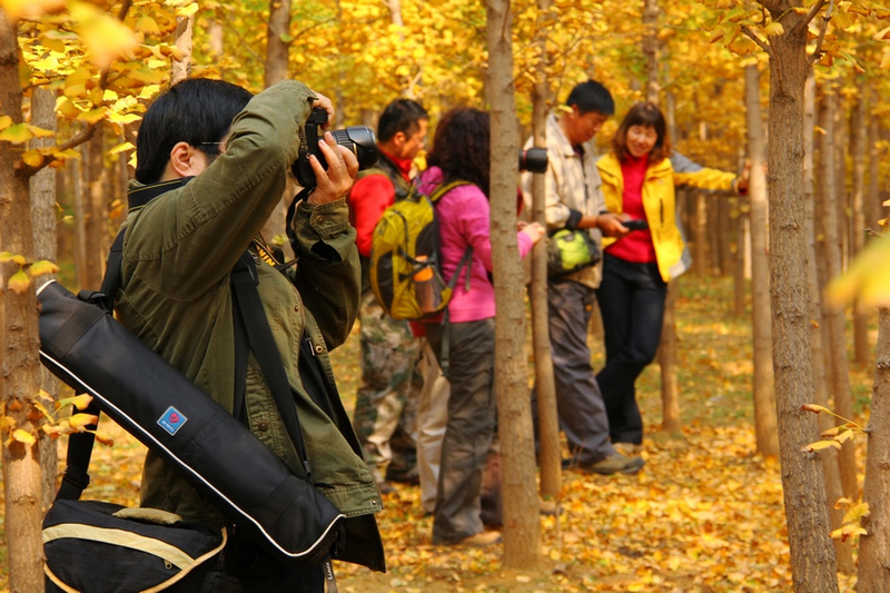 莱州银杏树 058-02.jpg