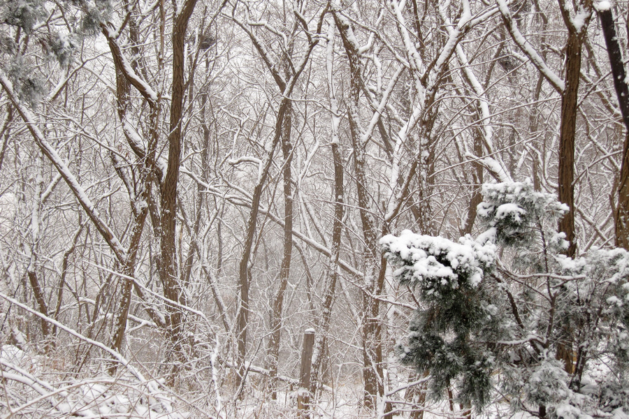 南山赏雪 069.jpg