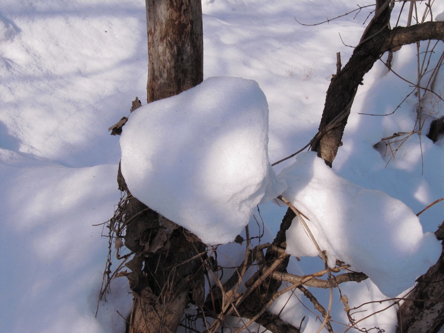 元月十四日踏雪昆嵛山 100.jpg