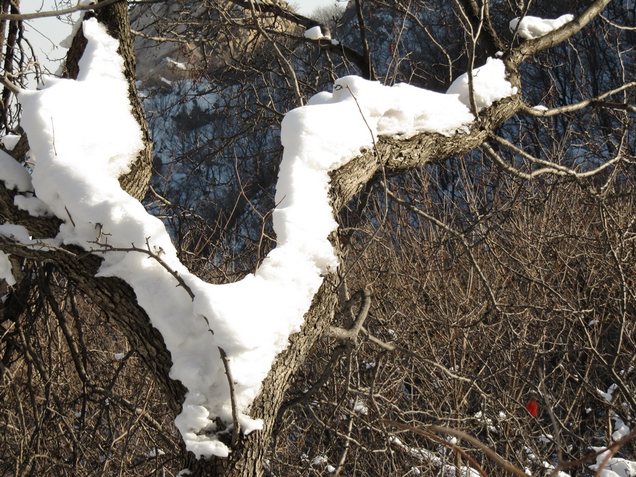 元月十四日踏雪昆嵛山 107.jpg