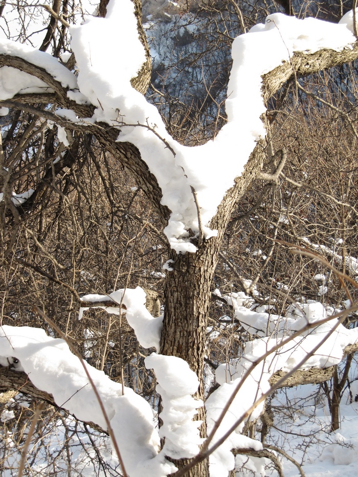 元月十四日踏雪昆嵛山 106.jpg