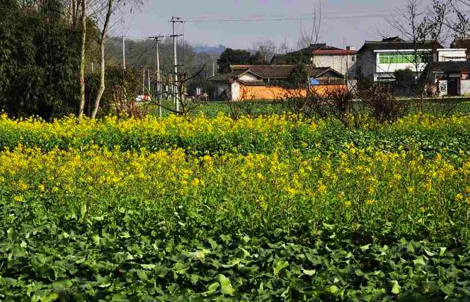 油菜花刚开