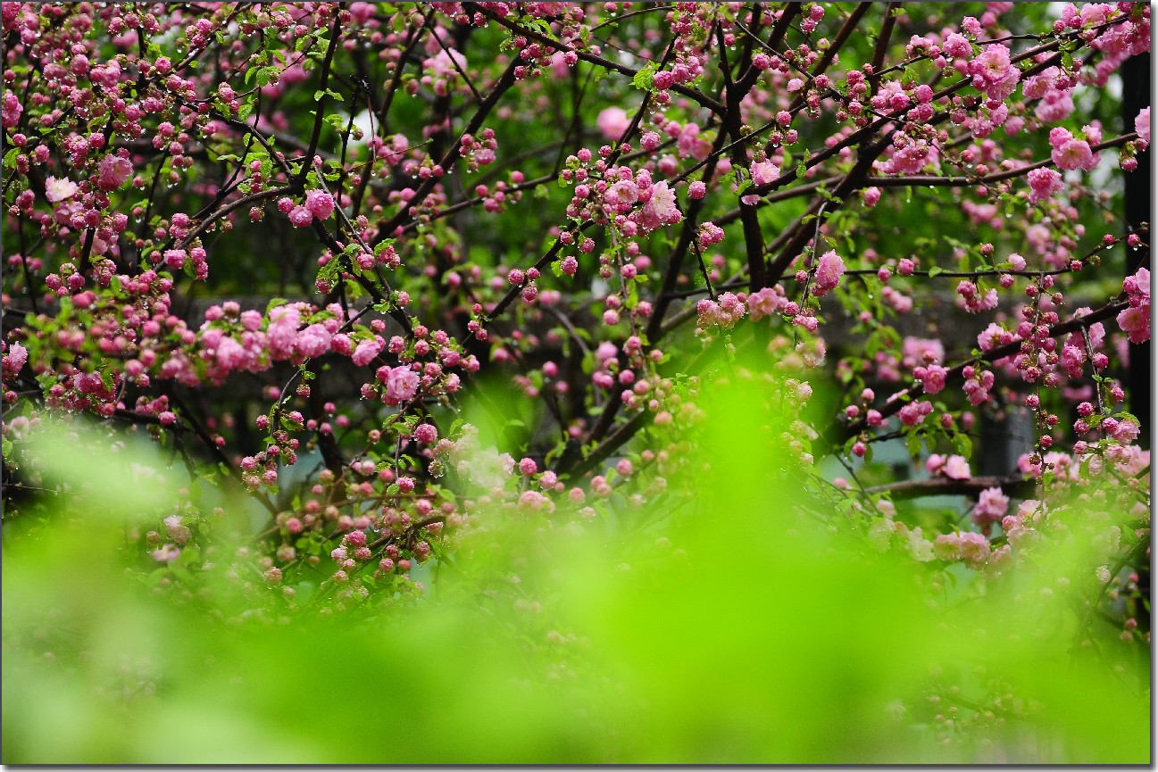 雨中寻芳意 184.jpg