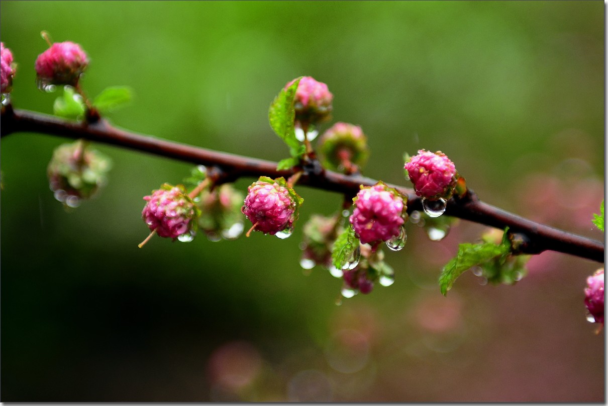 雨中寻芳意 106.jpg