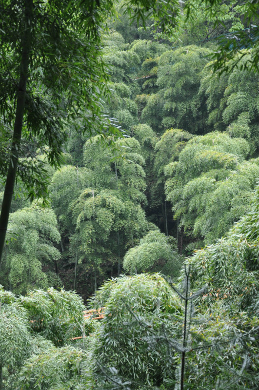 我十分喜欢这幅照片 盎然茂密  愿看到这幅图片的你 一切都能盎然  卧虎藏龙拍摄地 记得李慕白吗