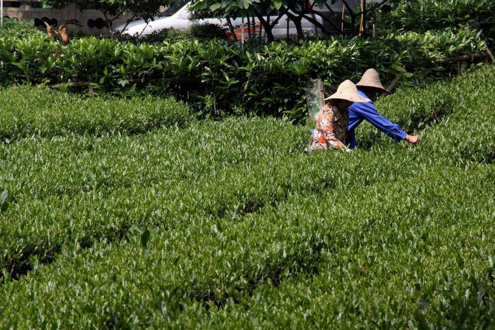 龙井村的茶农