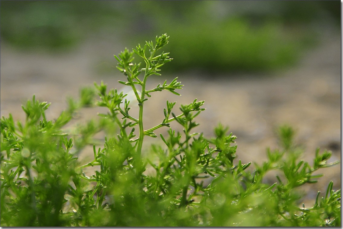 七月芙蓉岛 291.jpg