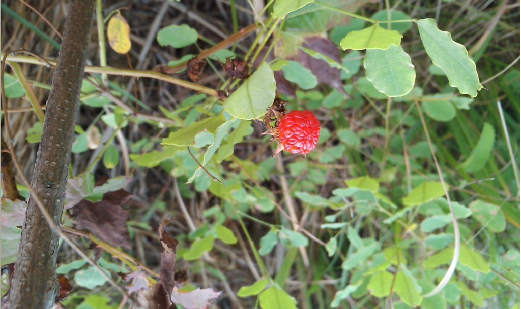 那些花、草、虫儿-4.jpg