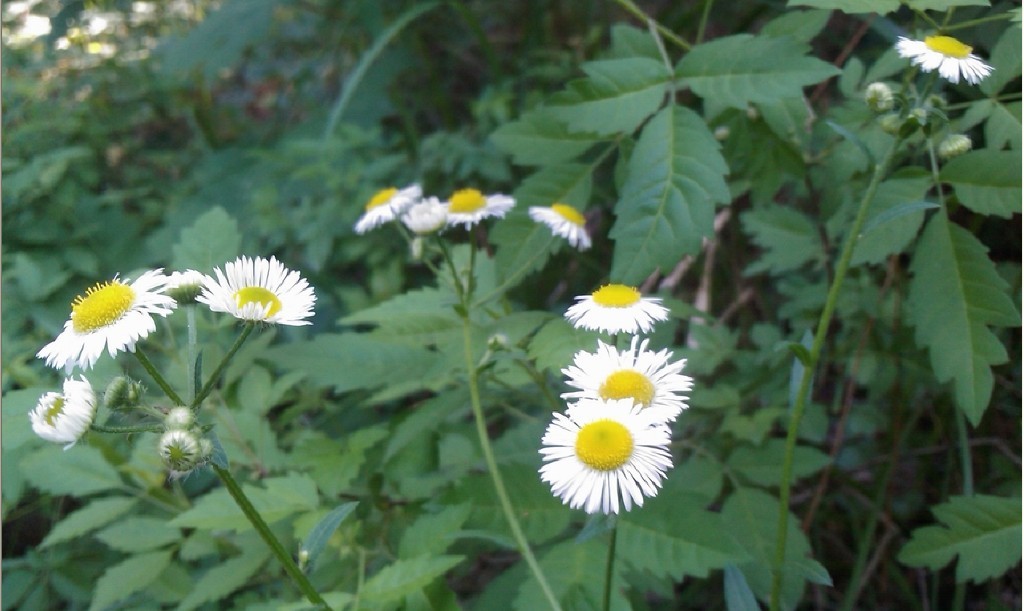 那些花、草、虫儿-5.jpg