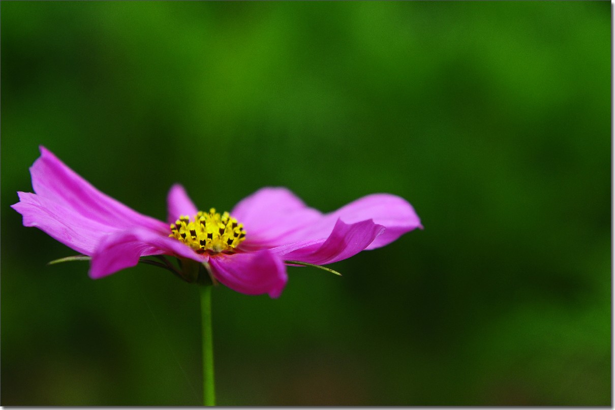 七月山花开 (748).jpg