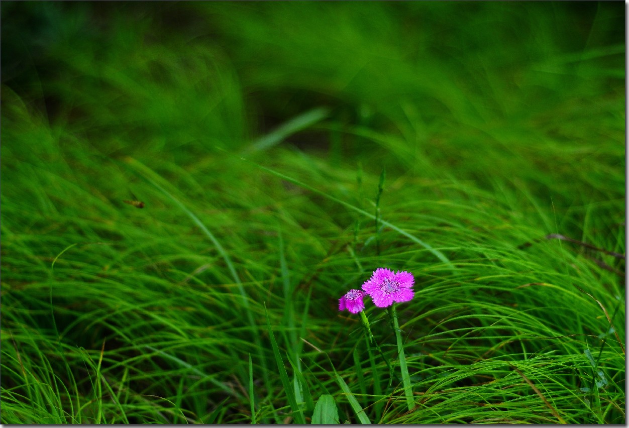 七月山花开 (26).jpg