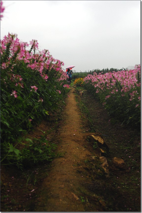 七月山花开 (769).jpg