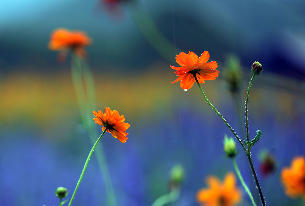 雨中花 (2).jpg