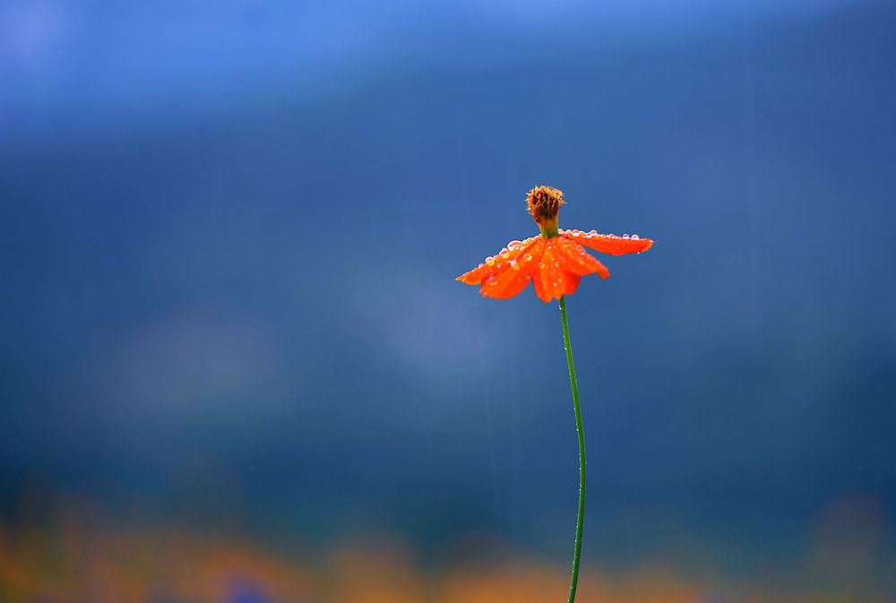 雨中花 (1).jpg