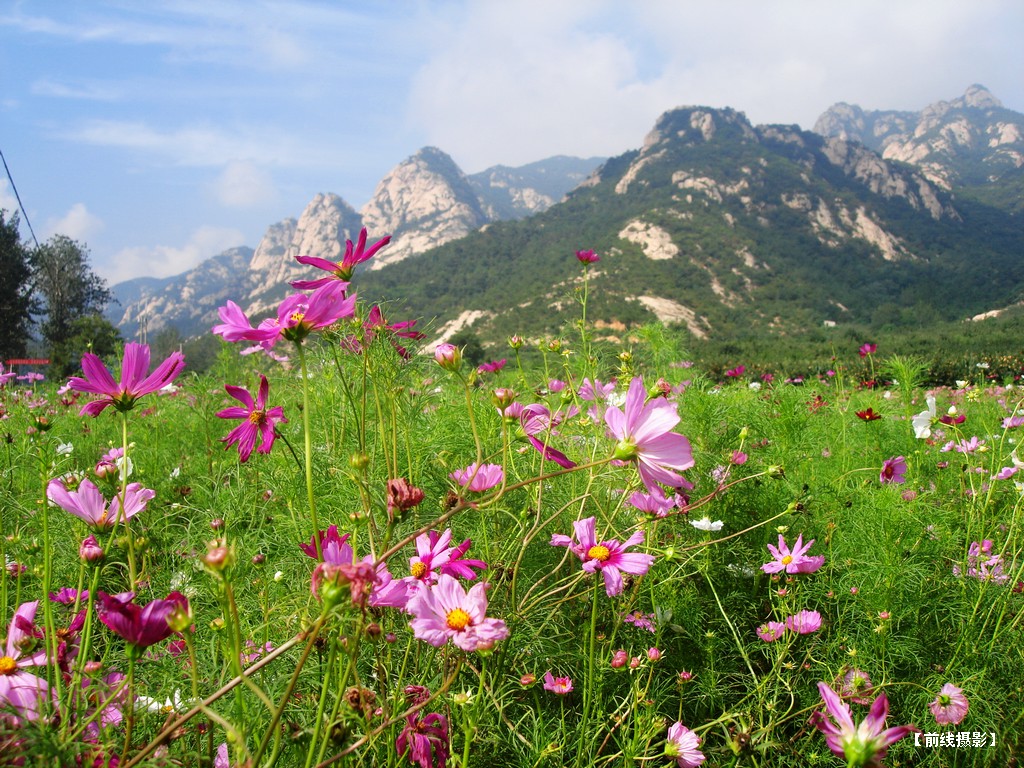 DSC01103昆嵛山赏花.jpg