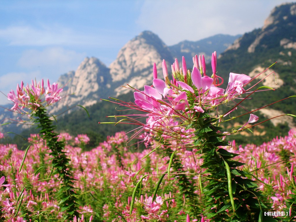 DSC01104昆嵛山赏花.jpg