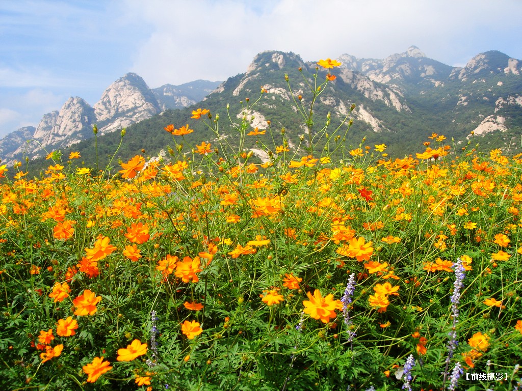 DSC01106昆嵛山赏花.jpg