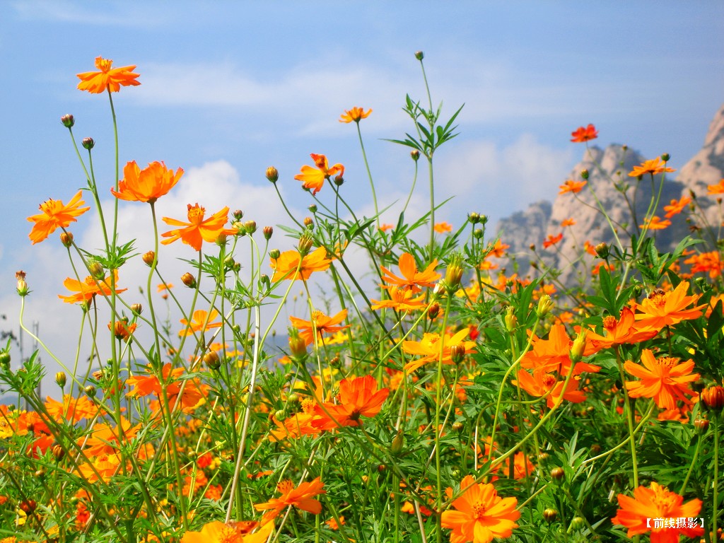 DSC01108昆嵛山赏花.jpg