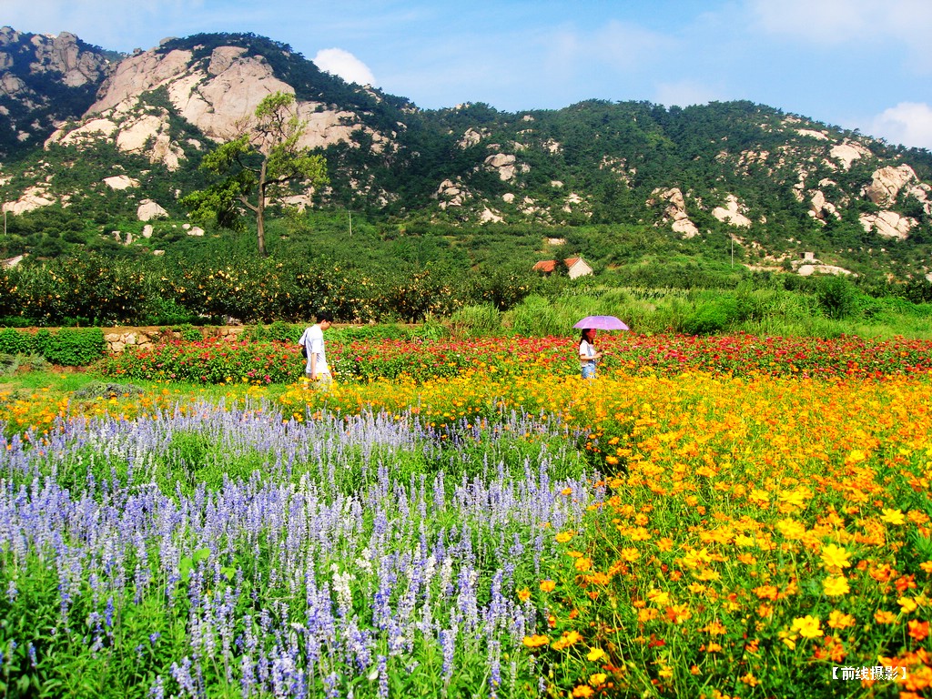 DSC01113昆嵛山赏花.jpg