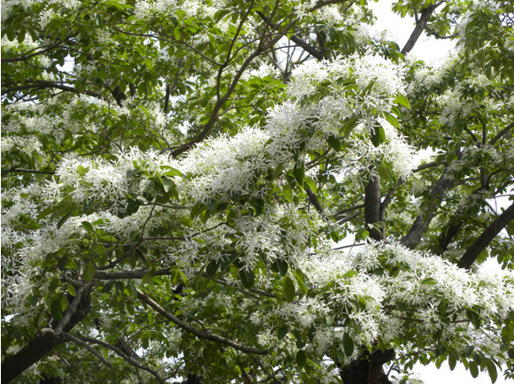 山东蒙阴2011年5月3日开花状_副本.jpg